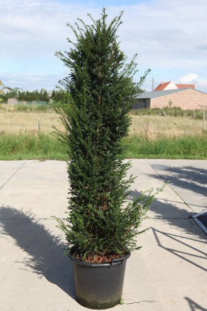 taxus