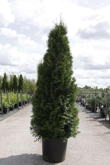 thuja