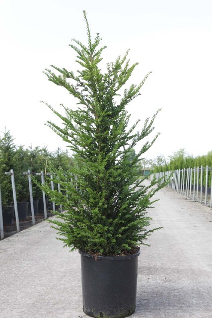 taxus