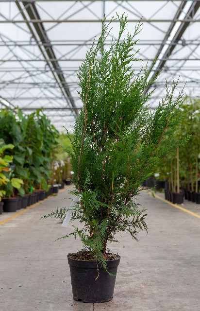 thuja