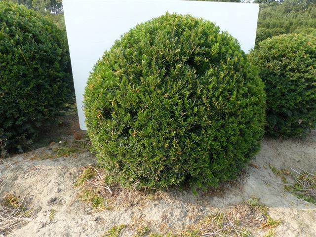taxus