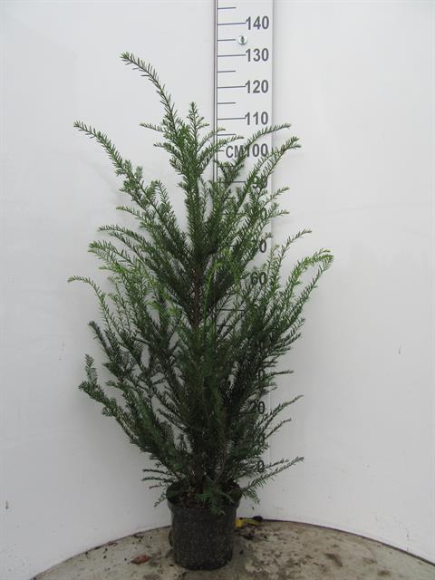 taxus