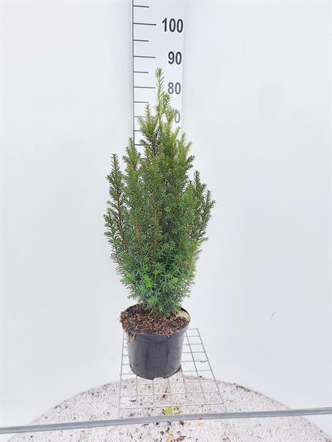 taxus