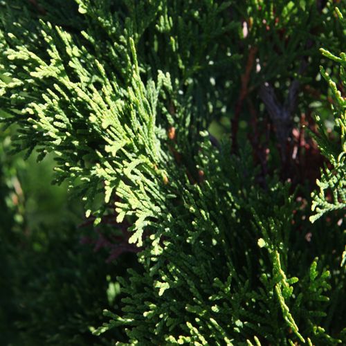 thuja