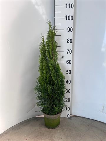 thuja