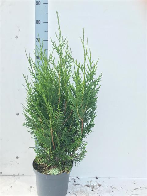 thuja
