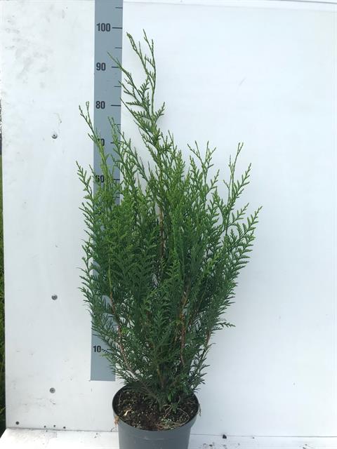 thuja