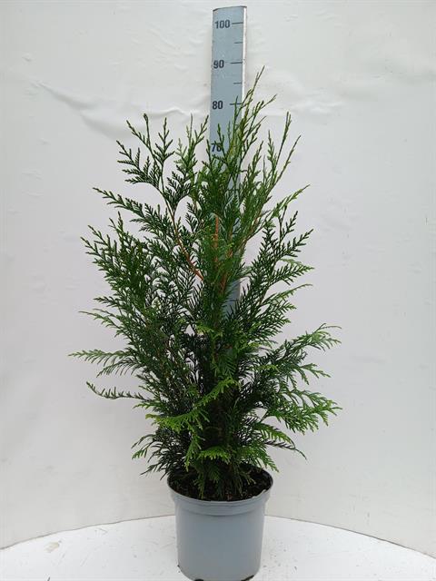 thuja
