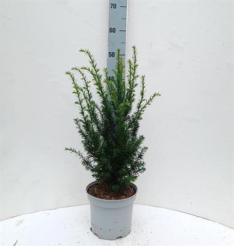 taxus