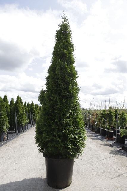 thuja
