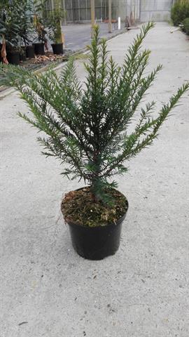 Taxus