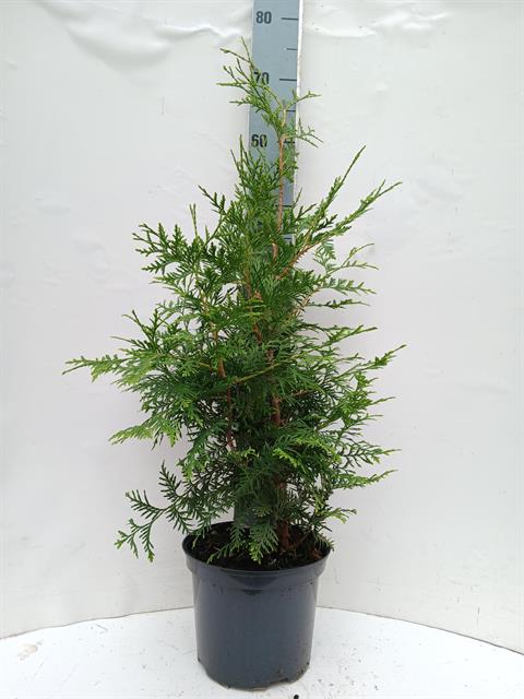 thuja