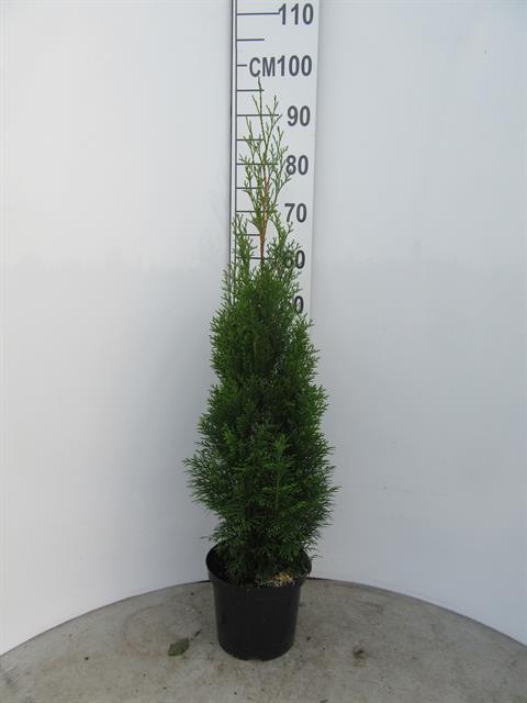 thuja