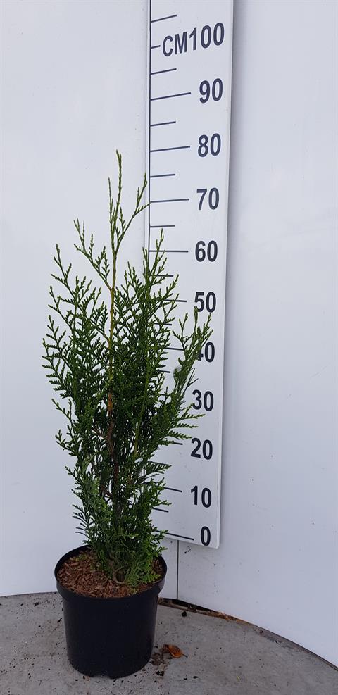 thuja