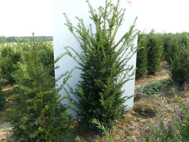 taxus