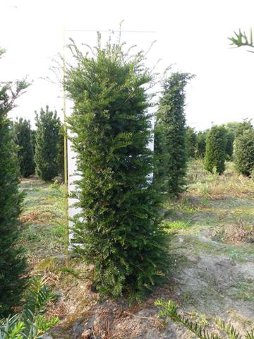taxus