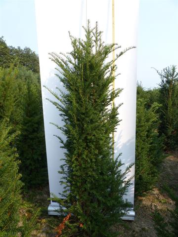 taxus