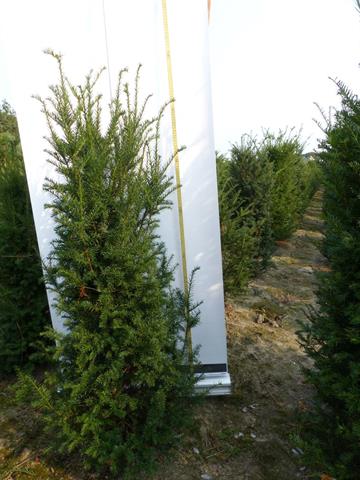 taxus