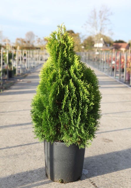 thuja