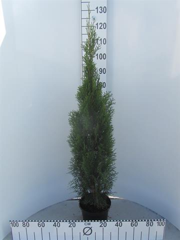 thuja