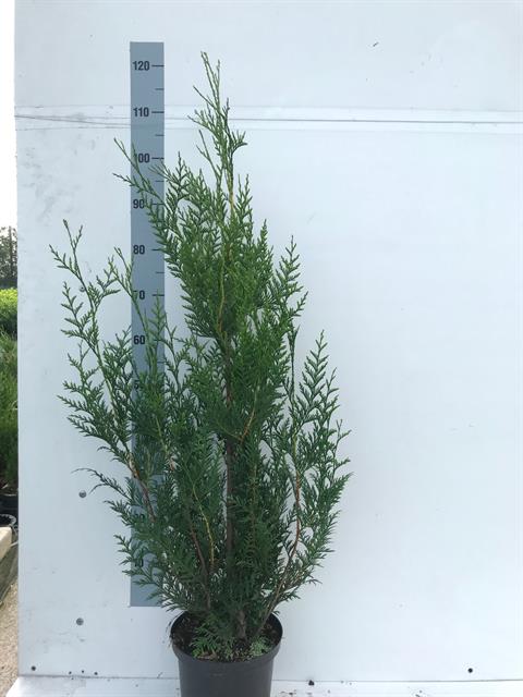 Thuja