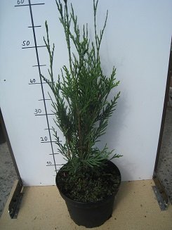 thuja