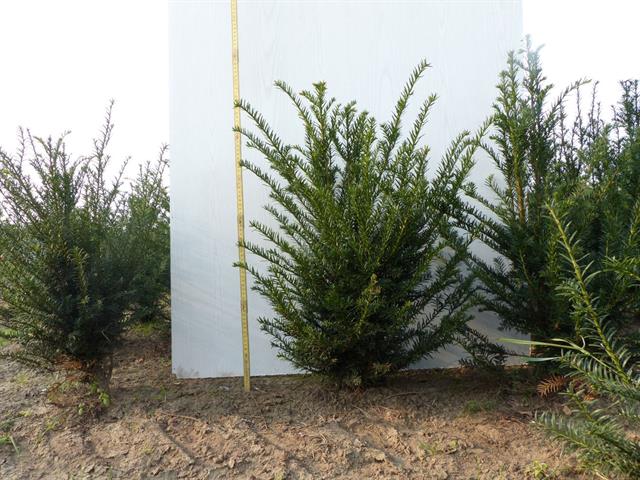 taxus