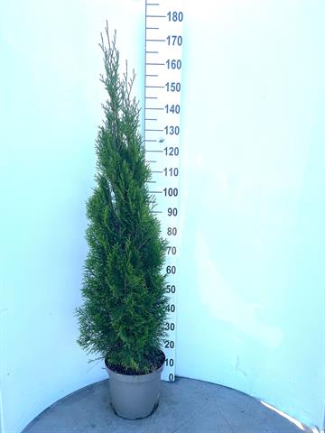 thuja