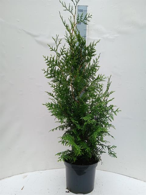 thuja