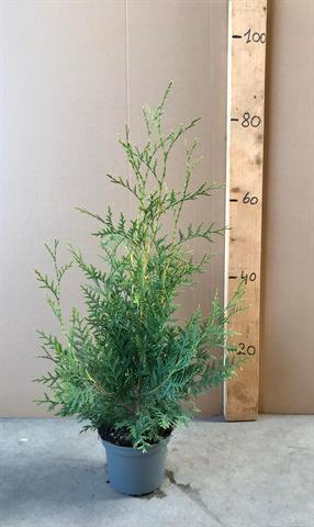 Thuja