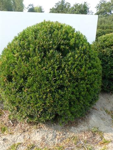 taxus