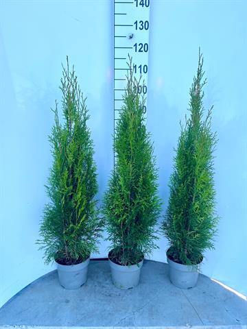 thuja