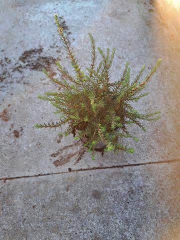 Taxus