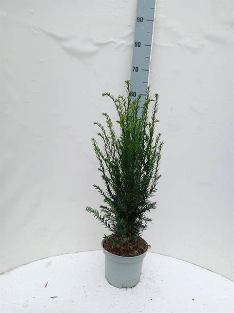 taxus