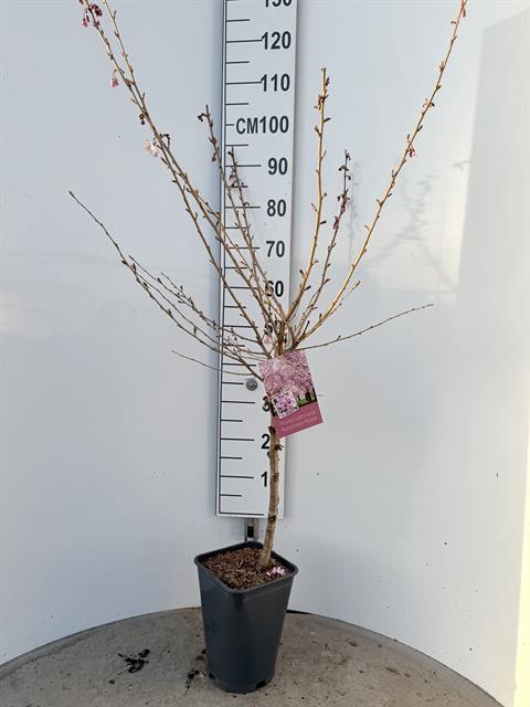 Prunus