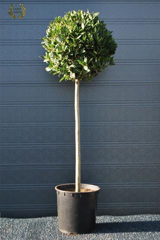 laurus nobilis
