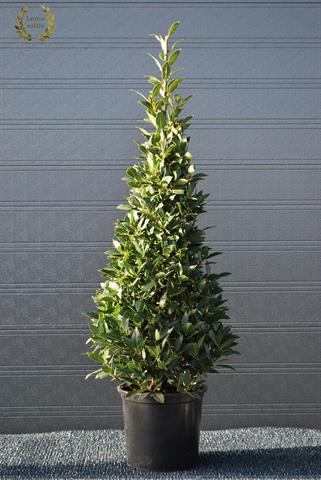laurus nobilis