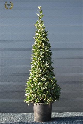 laurus nobilis