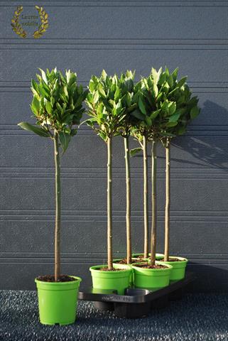 laurus nobilis