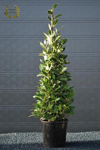 laurus nobilis