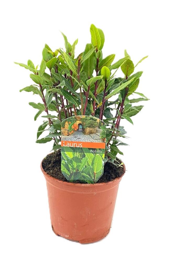 laurus nobilis