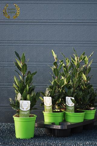 laurus nobilis