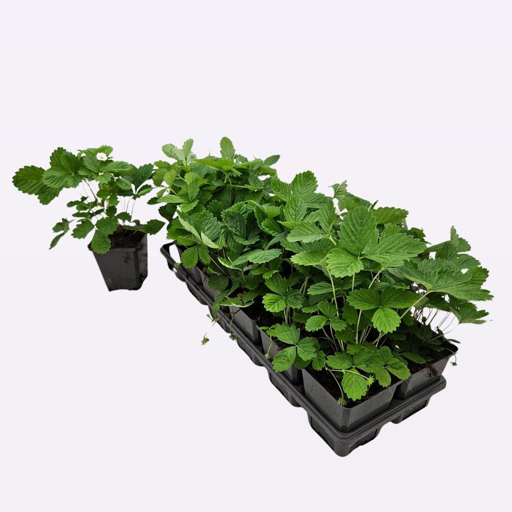 fragaria