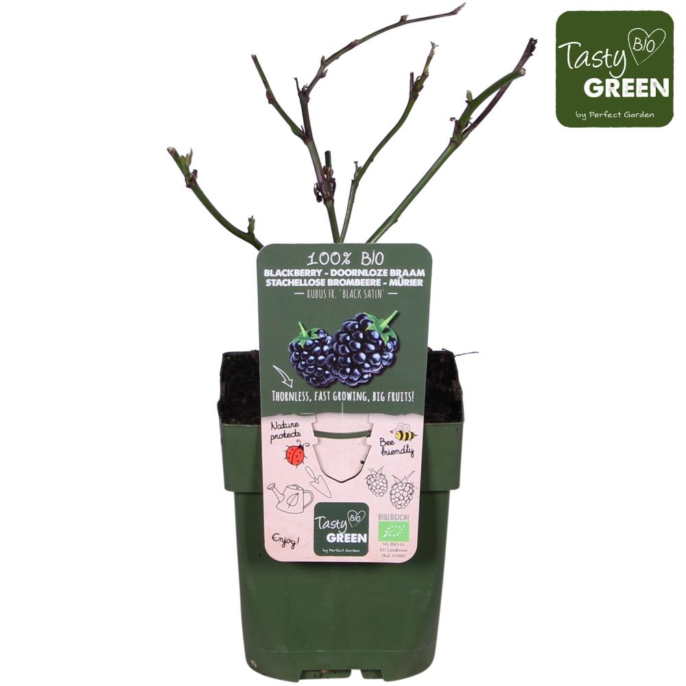 rubus