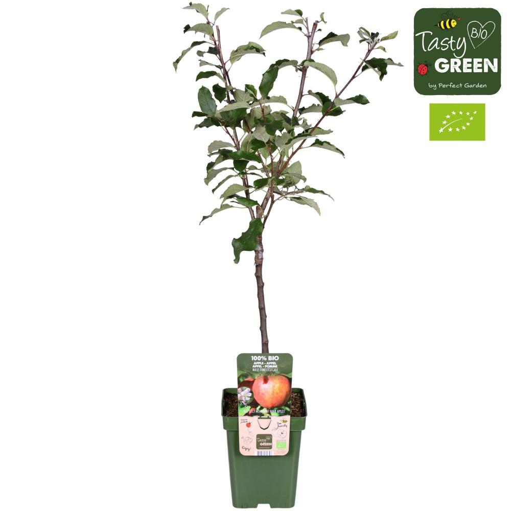 malus