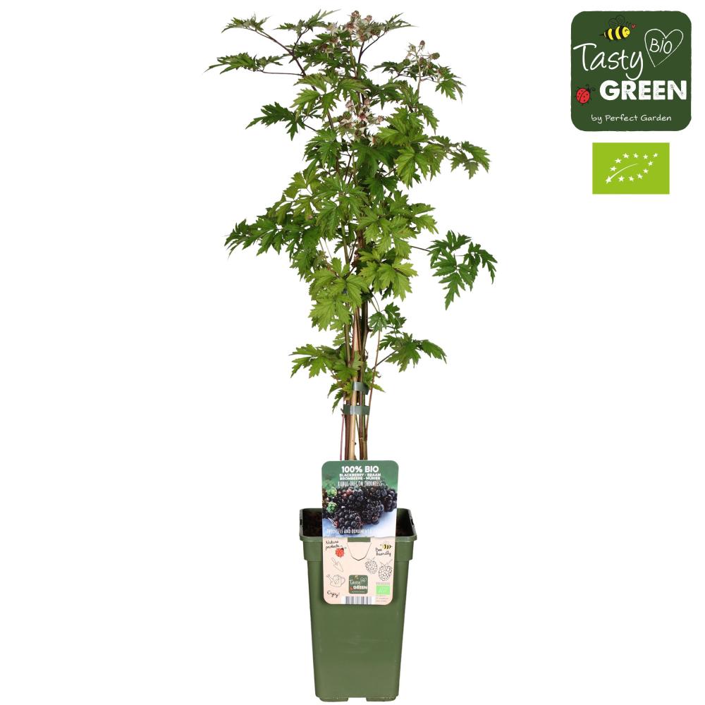 Rubus