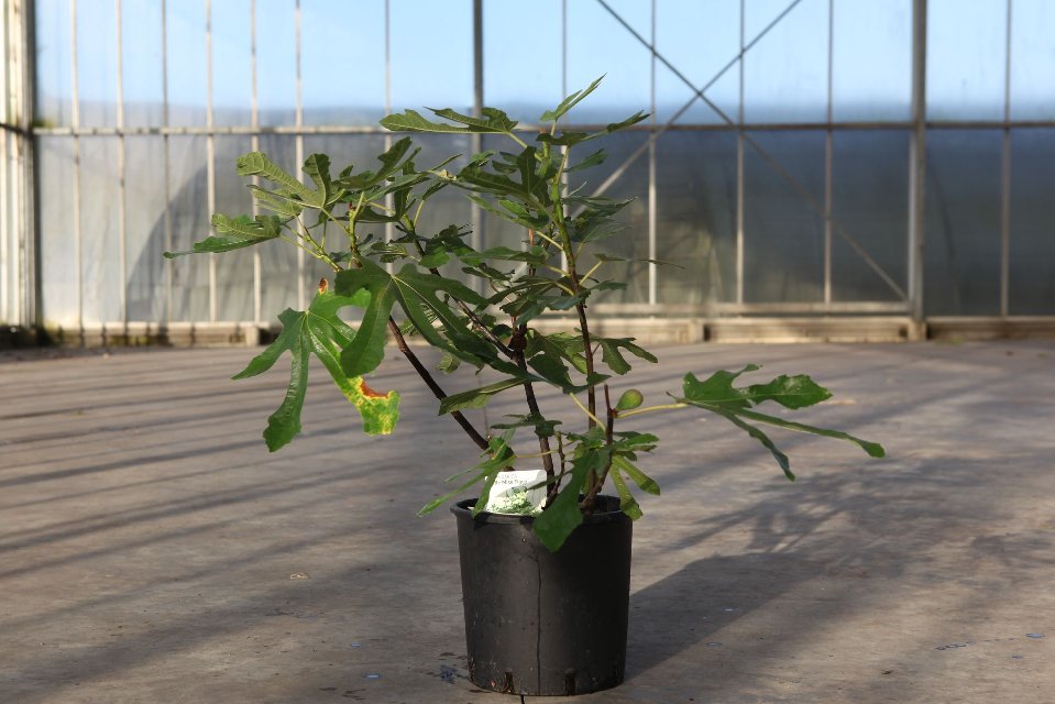 Ficus carica