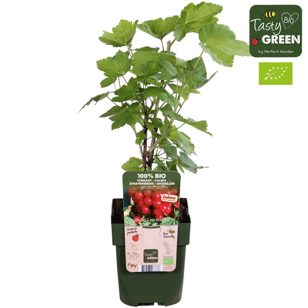 ribes