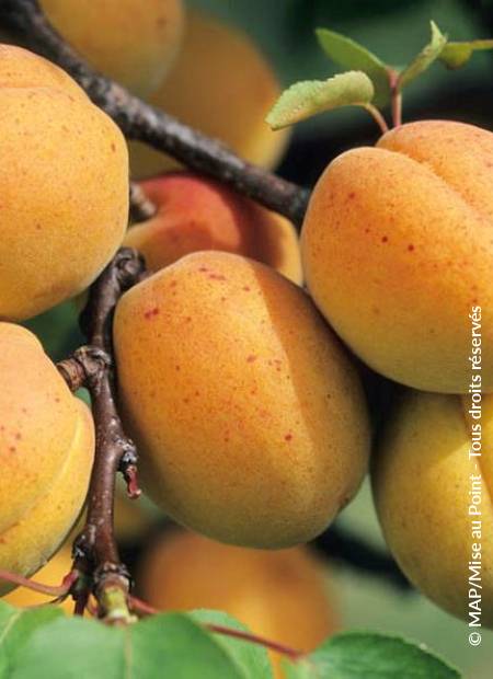 Prunus - abricotier