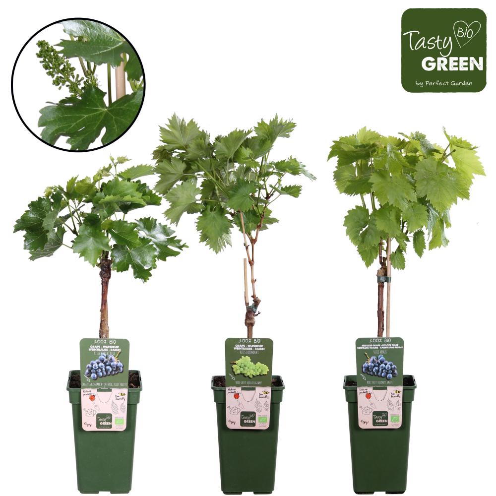 Vitis